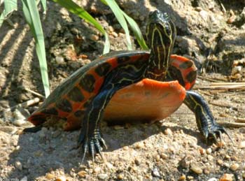An endangered Northern Red-Bellied Cooter Turtle sunbathing.